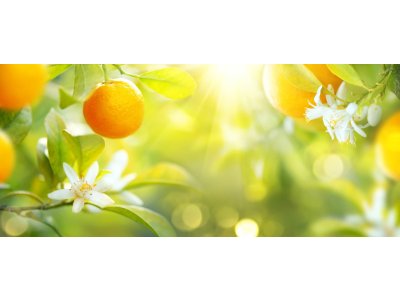 Náplň do osvěžovače POD, SOLO, DUAL - Citrusové plody